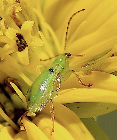 Green Beetle Diabrotica Barberi BugGuide Net