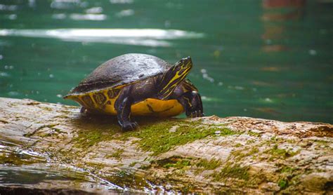 Turtle At Naked Spring Pseudemys Floridana Florida Paddle Notes