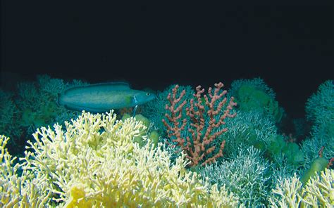 Hidden Forests Deep Water Reefs Coral Reefs Blog