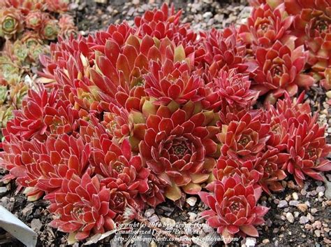 Sempervivum 'Royal Ruby' - Hens and Chicks [planter] | Sempervivum