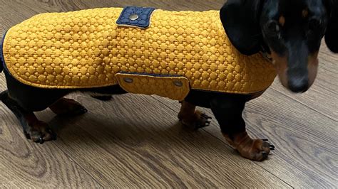 Mini Dachshund Coat | Mini dachshund, Dachshund pattern, Dachshund
