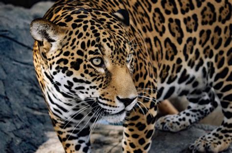 Januarys Featured Animal The Jaguar