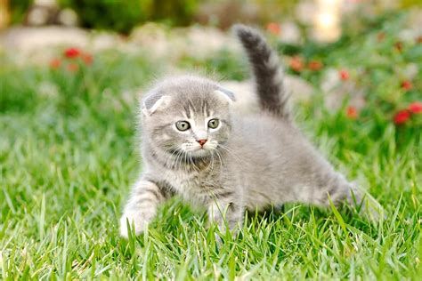 How Much Does A Scottish Fold Cost 2022 Price Guide