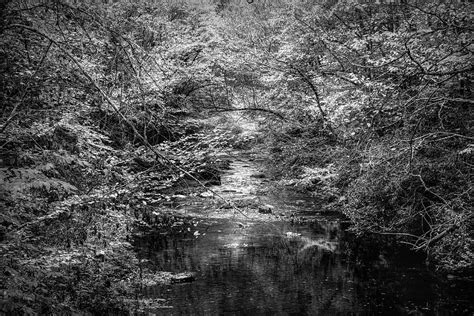 Stream In The Smoky Mountains Autumn Black And White Photograph By