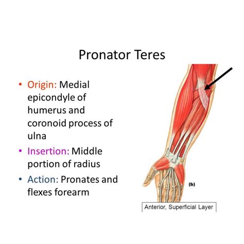Pronator Teres Origin Insertion Action 3d Model Anatomyzone