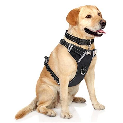 Best Dog Harness For Hiking Designed For Safety And Comfort