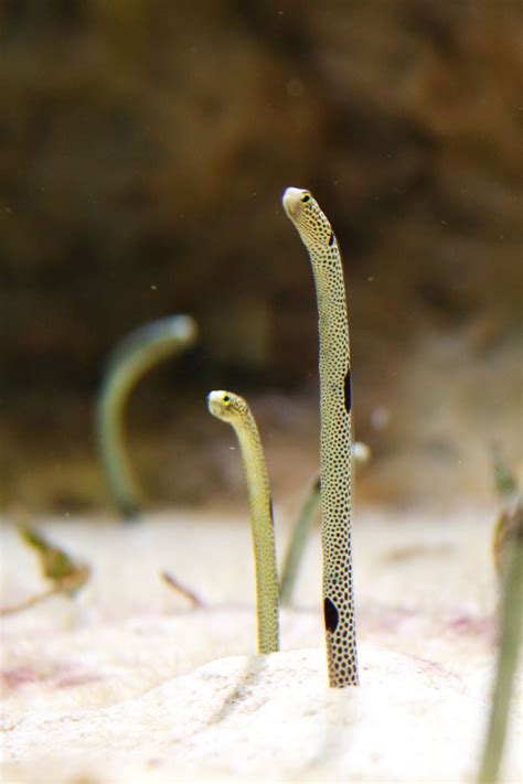 Spotted Garden Eel Free Stock Photo Public Domain Pictures