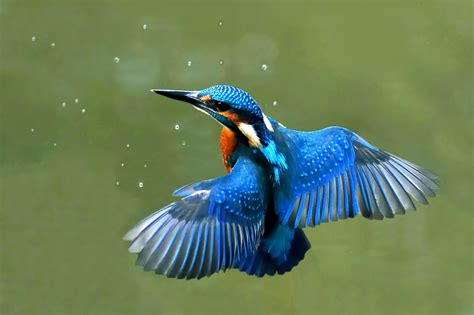 Kingfisher Bird Wallpapers Top Free Kingfisher Bird Backgrounds