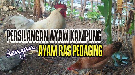 Hasil Persilangan Ayam Kampung Dengan Ayam Ras Pedaging Youtube