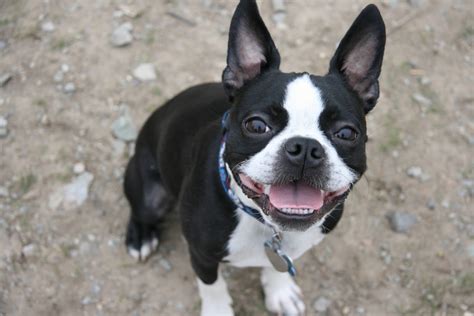 35 Boston Terrier Breeders Usa Picture Bleumoonproductions