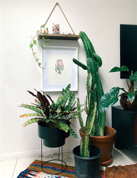 The Ultimate House Plant Guide By Katie Markus Billabong