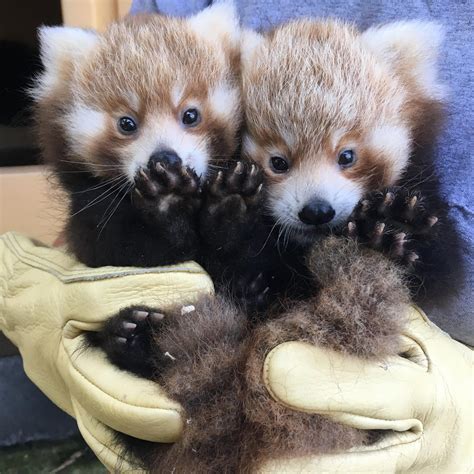 Baby Twin Red Pandas Just Born At The Smithsonian