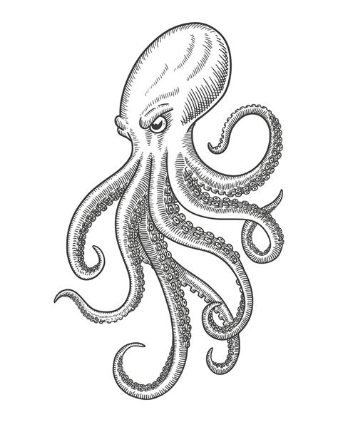 Premium Vector Illustration Of A Octopus Vintage Engraving Vector