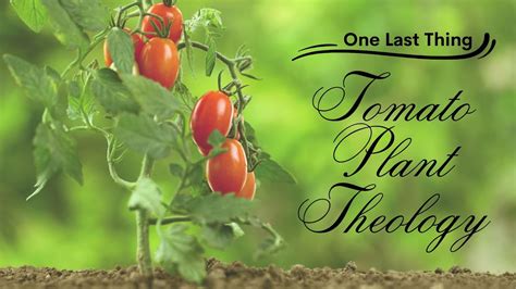 One Last Thing Part 1 Tomato Plant Theology Dr Jay Gross April