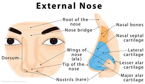 External Nose Anatomy Diagram
