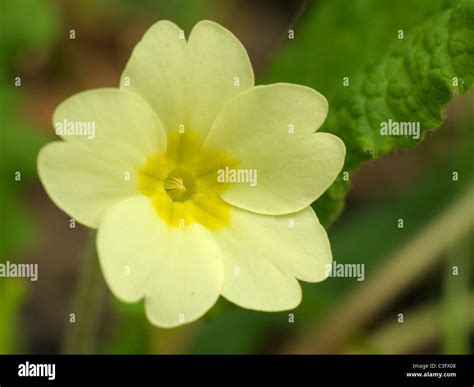 Primrose Thrum Primula Vulgaris Stock Photo Alamy