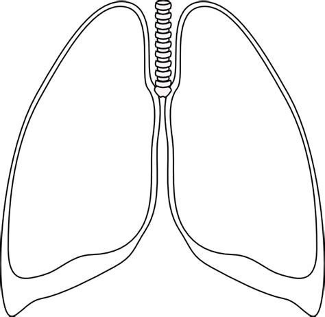 Lungs Clip Art Black And White Sketch Coloring Page