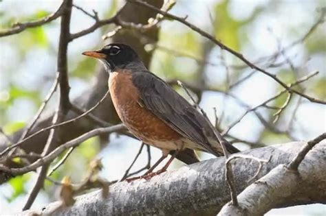 26 Backyard Birds In Washington State Pictures Facts Bird Feeder Hub