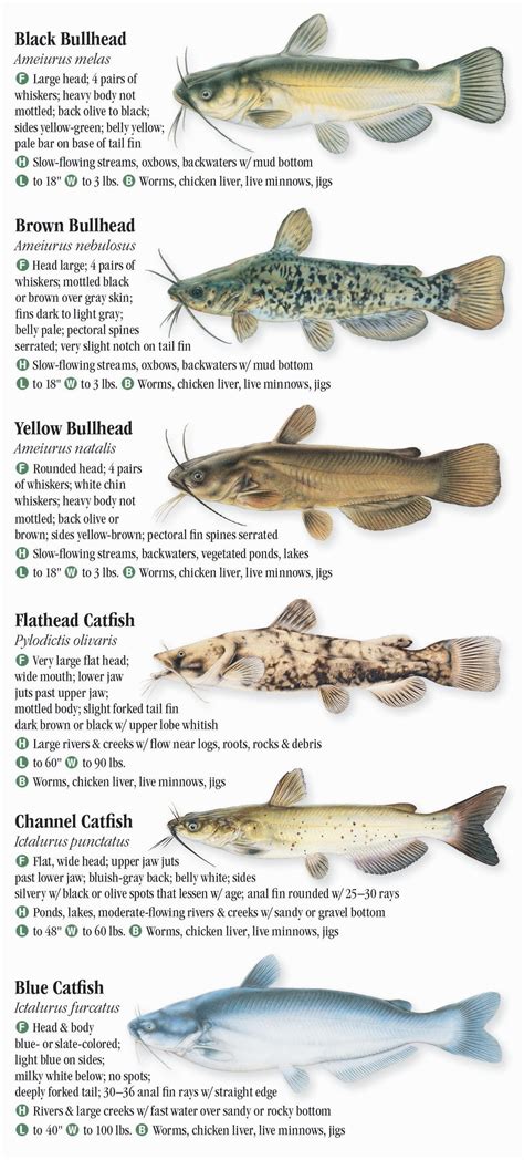 Freshwater Fishes Of Kentucky Quick Reference Publishing Retail