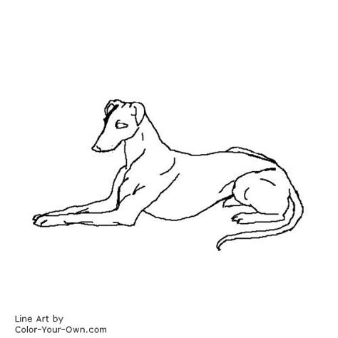 Dog Greyhound Laying Down Coloring Page