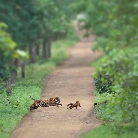 Tiger Attacking A Dhole Rhardcorenature