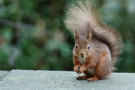 Hd Wallpaper Brown Squirrel On Gray Rock Roux Juvénile Red Squirrel