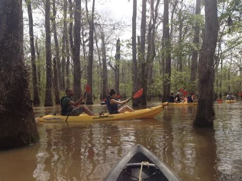 Kayak Swamp Tours New Orleans 2021 All You Need To Know Before You
