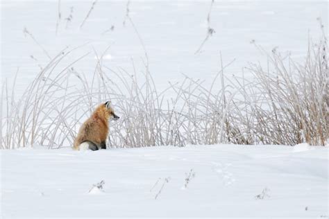 Red Fox Looking To Right Against Snowy Reeds Stock Photo Image Of