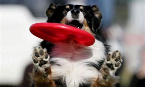 Scruffs Dog Show Bans Dog Frisbee Catching On Safety Grounds Daily