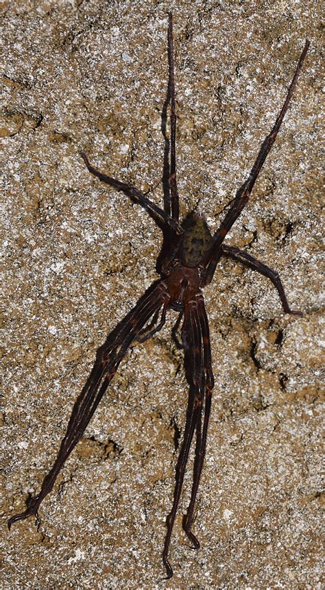 a handsome nelson cave spider spelungula caverincola only found in limestone caves in the