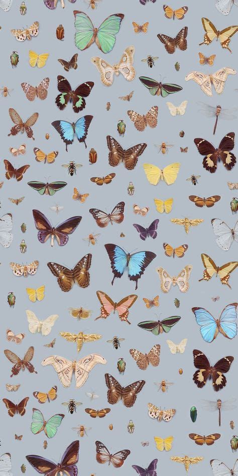 Butterflies And Bugsfor The Imagination With Images Butterfly