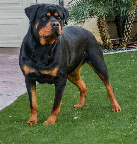 We offer 100% breeder support and encourage our buyers to stay in contact when they feel the need to do so. Rottweiler Puppies For Sale | Bakersfield, CA #186308