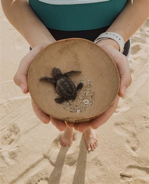 How To Hold And Release Baby Sea Turtles In Mexico