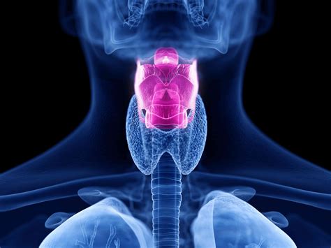 Hot Structure And Function Of Larynx Modelhuman Anatomical Larynx Model