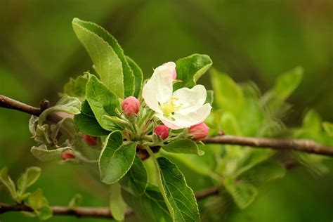 Hd Wallpaper Apple Flower Spring Flowering Trees Fruit Tree April
