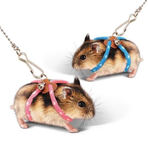 Kết Quả Hình ảnh Cho Hamster Leash Baby Hamster Pet Rats Cute Hamsters