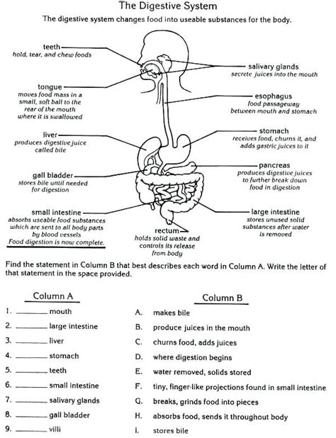 Intro To Anatomy And Physiology Worksheets
