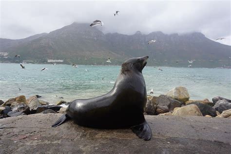 My 15 Month Trip In Africa In Pictures Part I Cape Town