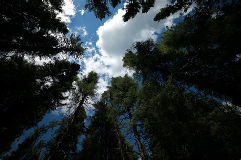 Canadian Forests A Refuge As Warming Creeps North