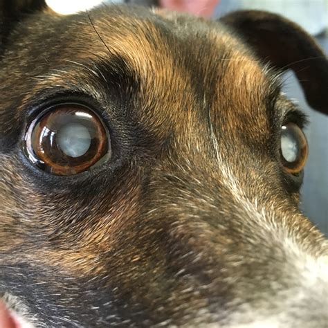 What Does Cataracts Look Like In Dogs