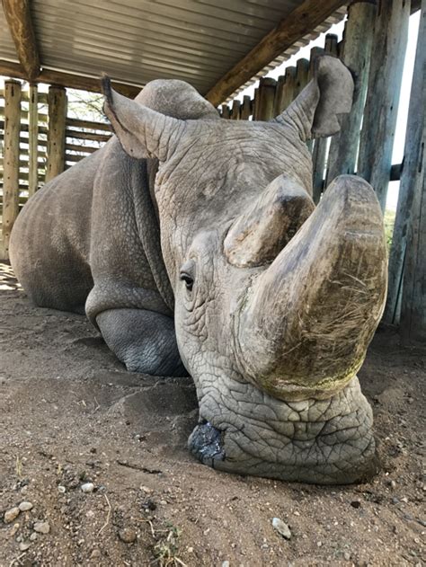Last Male Northern White Rhino Dies News Young Peoples Trust For