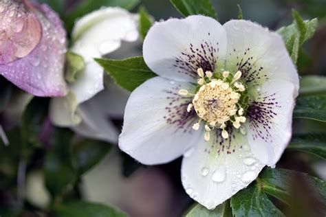 Hellebores Plant Of The Month January Thompsons Plants And Garden Centres