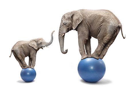 1400 Elephant Balancing Stock Photos Pictures And Royalty Free Images