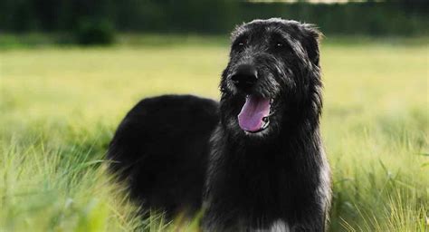 Black Irish Wolfhound A Stunning Variation Of A Beloved Giant