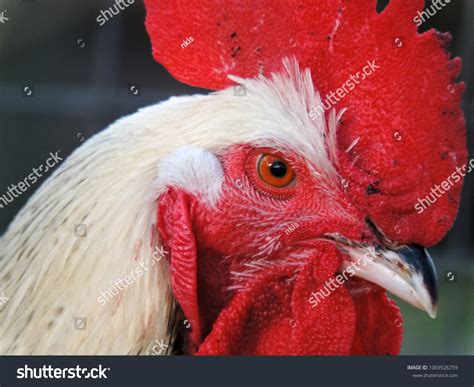 Closeup Cock Head Shot Stock Photo Shutterstock