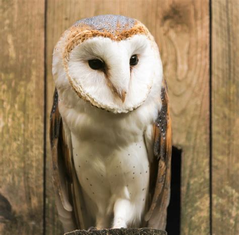 Barn Owls Flickr