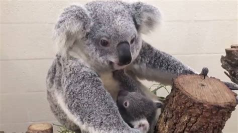 Watch Koala Baby Hope Emerges From Moms Pouch Gv Wire Explore