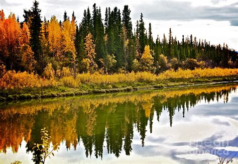 Yukon Autumn Photograph By Linda Bianic Fine Art America