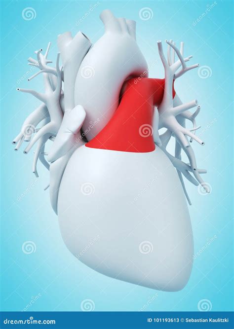 The Pulmonary Trunk Stock Illustration Illustration Of Accurate