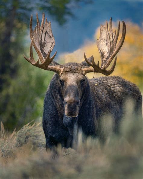 The Bull Moose Known As Shoshone In Grand Teton National Park R